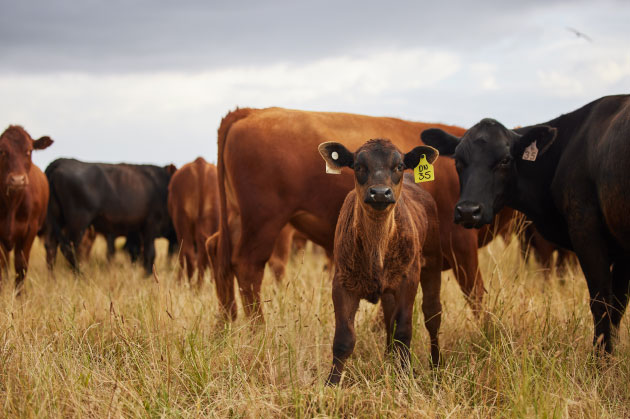 Innovacion Ganado carne Corfo